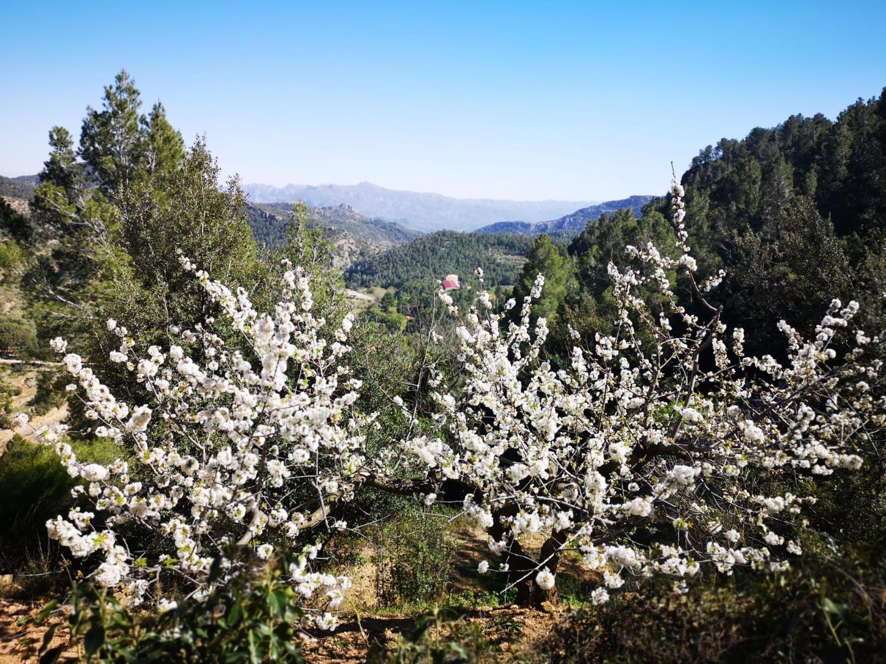 L'Antic Forn De Pauels Villa Bagian luar foto