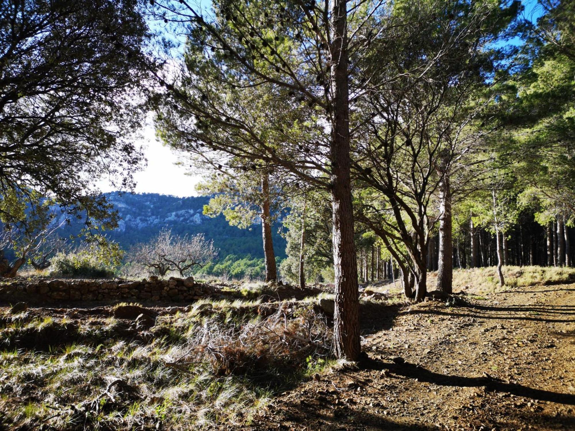 L'Antic Forn De Pauels Villa Bagian luar foto